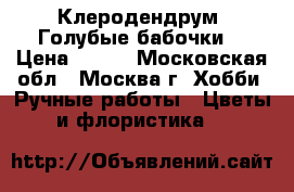 Клеродендрум “Голубые бабочки“ › Цена ­ 300 - Московская обл., Москва г. Хобби. Ручные работы » Цветы и флористика   